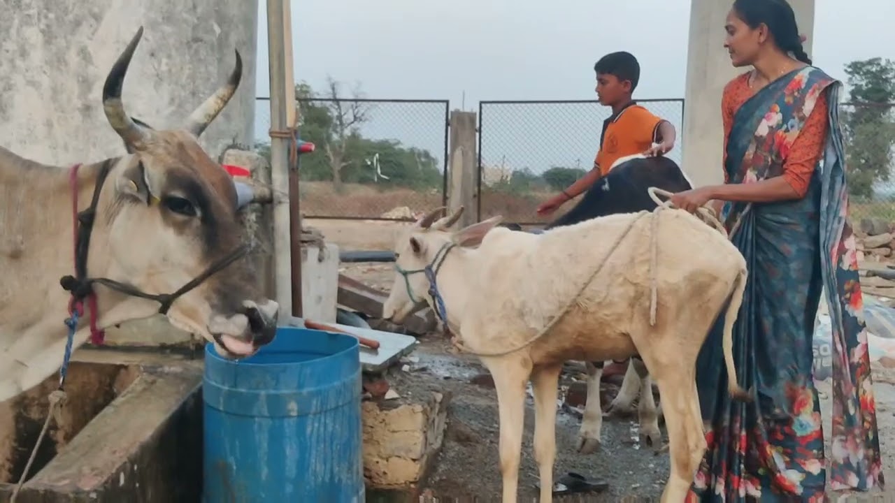 Geeta Olympiad 2025-Rajeshwari Patil-Gau sewa 