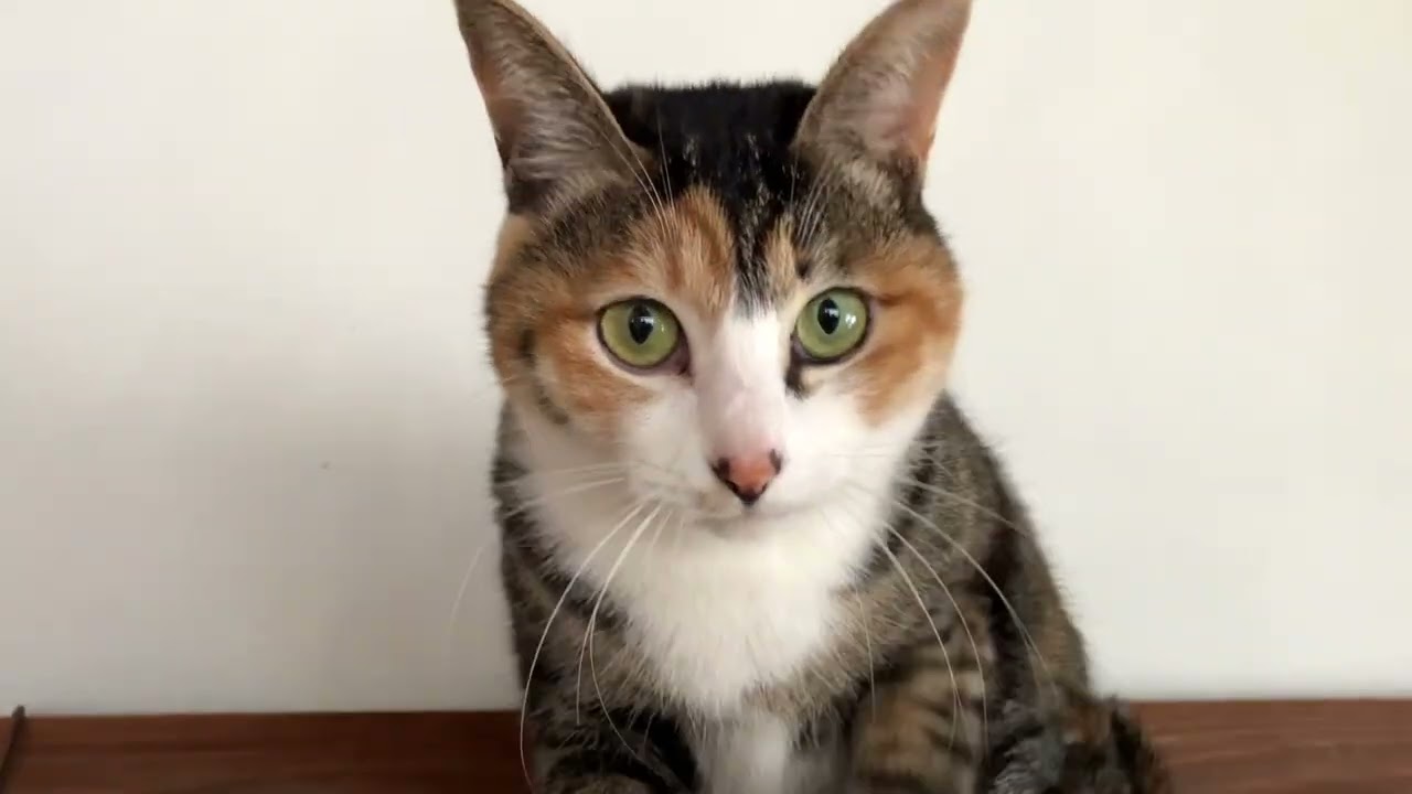 Super Ultimate Sweet & Cute Cats 2026 February 11th