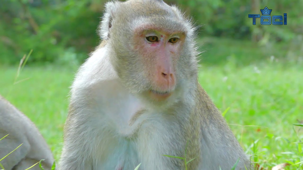 Jane Nearly Giving birth new born monkey - Jane Look Strong Hope she ok - Tonći Anatolios 72