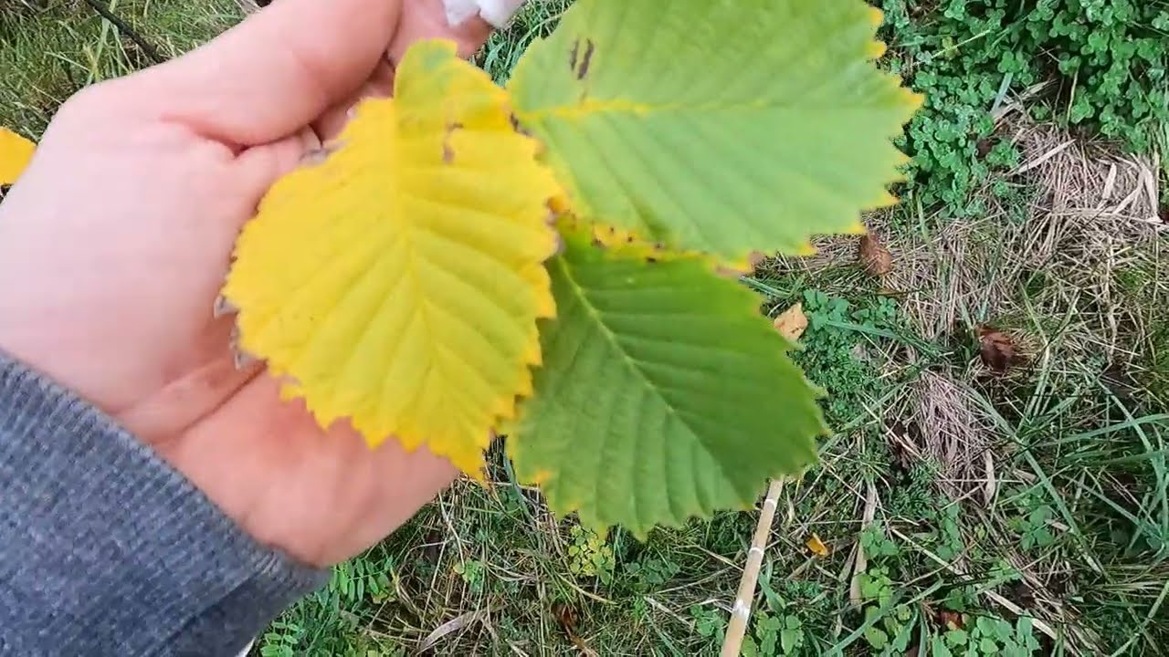 Wiąż Szypułkowy/Limak (Ulmus laevis) - Wzrost 1,5 roku od posadzenia