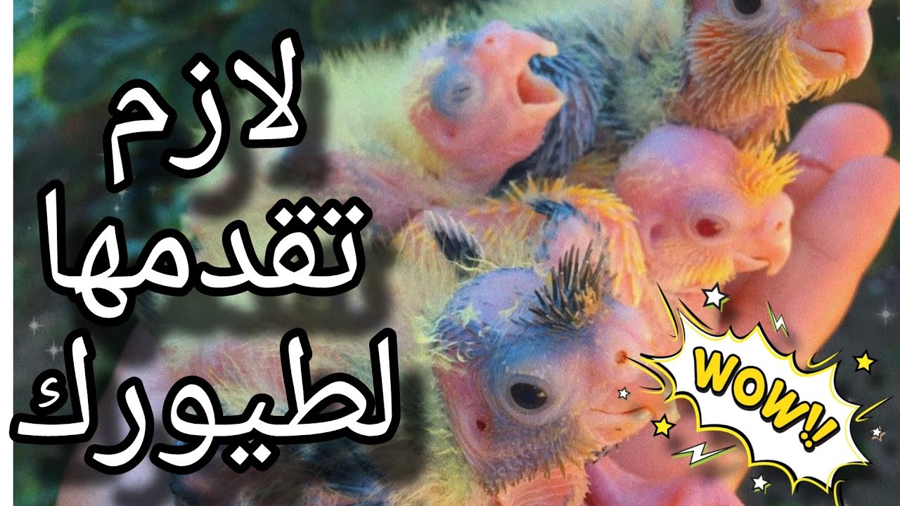 اقوى مشروب لزياده انتاج الطيور اضعاف