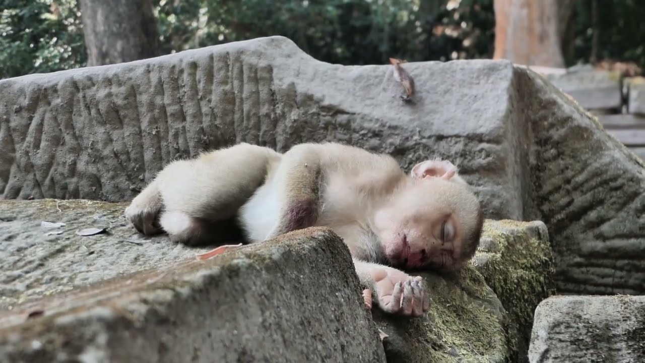 Poor Monkey Luno Falls from the Tree Again – So Sad and Heartbreaking