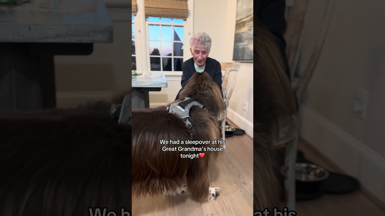 Они обожают ночевки у друзей 🥹❤️🐾