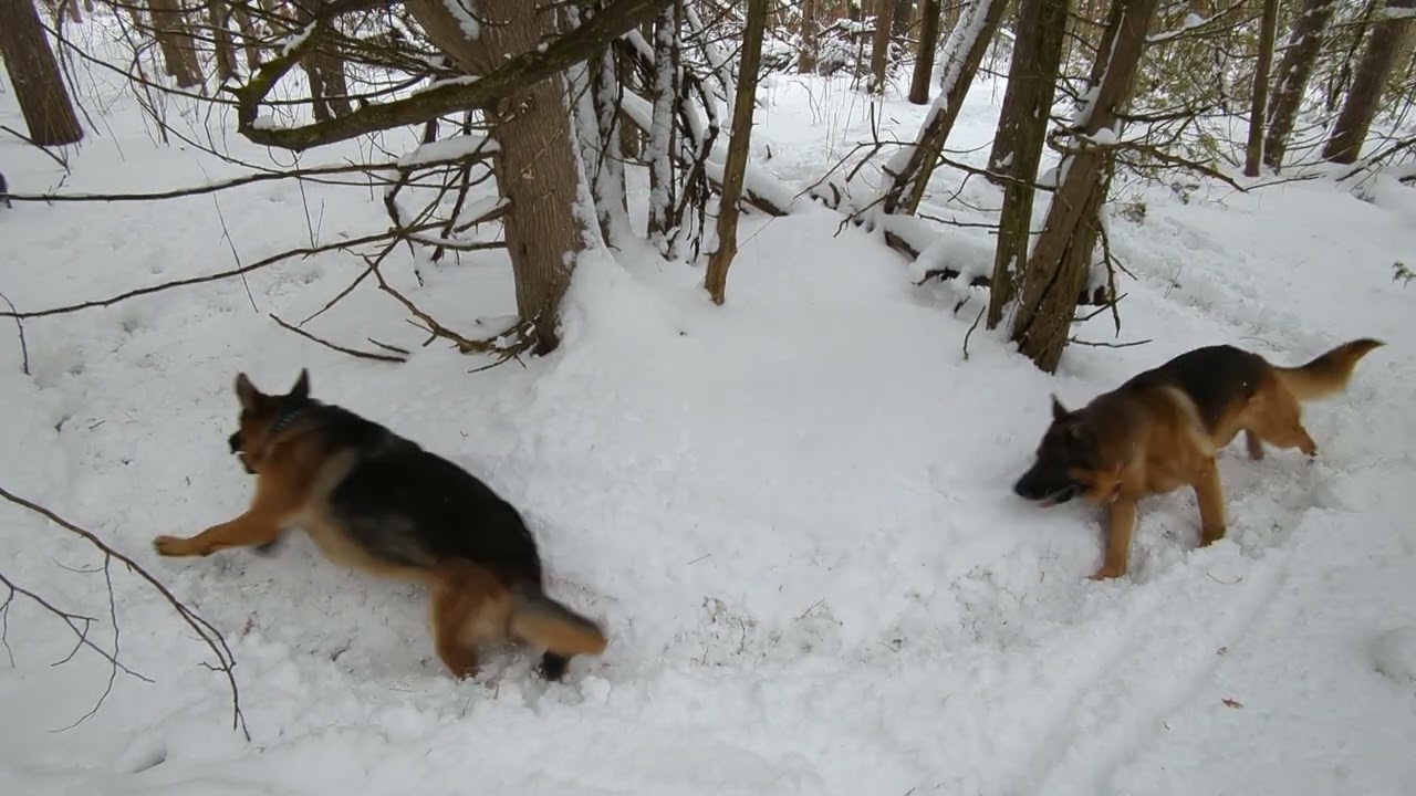 German Shepherds Playing Ring Around the Rosie