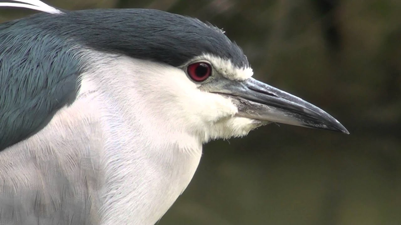 夜鷺 夜鷺亞成鳥 大白鷺 小白鷺@大安森林公園 2012 0128