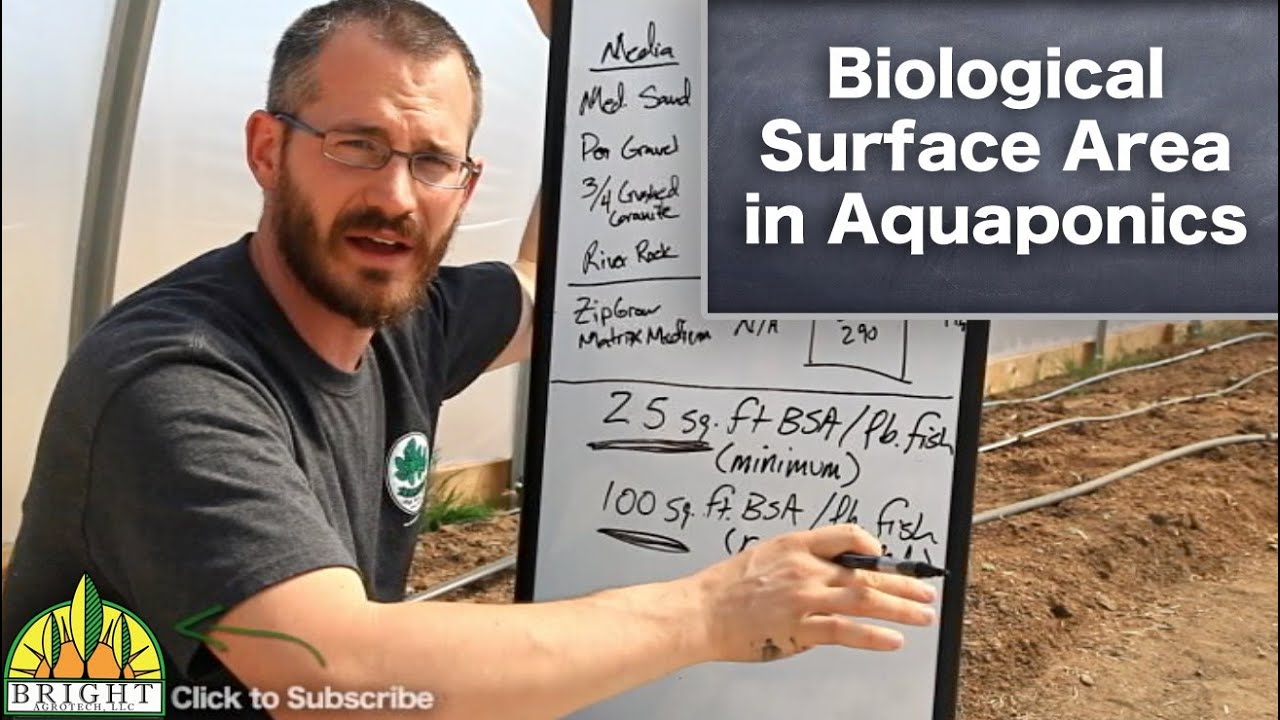 Biological Surface Area in Aquaponics