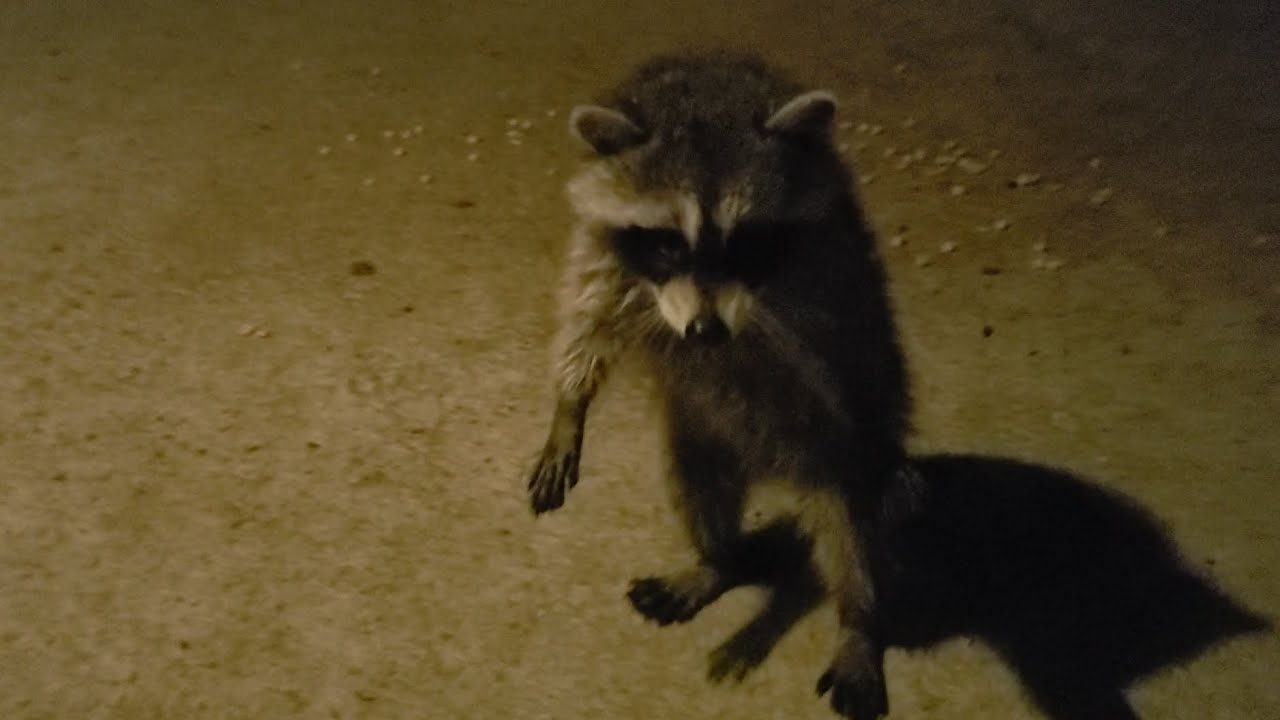 New Baby Raccoon