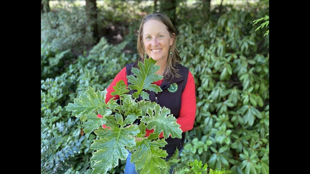 Best Plants for Gardening in Dry Shade