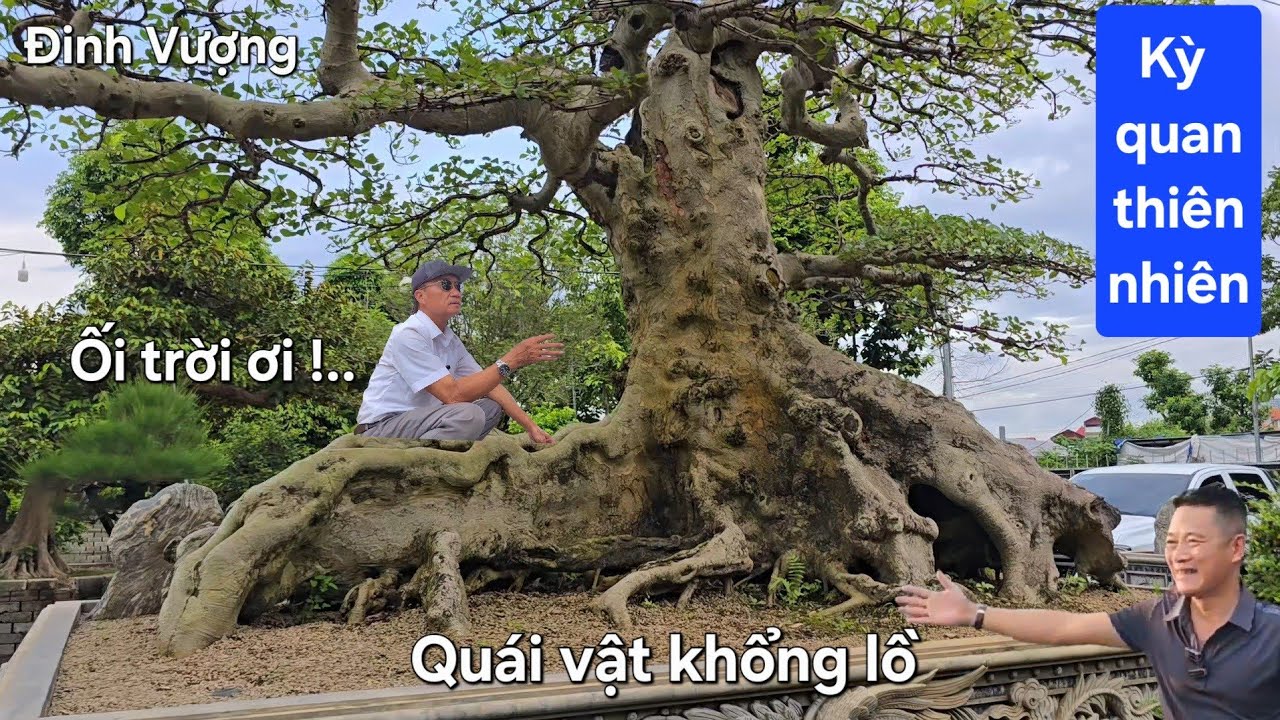 Ối trời ơi !.. Cây sung như con quái vật khổng lồ của Bill Nguyễn 