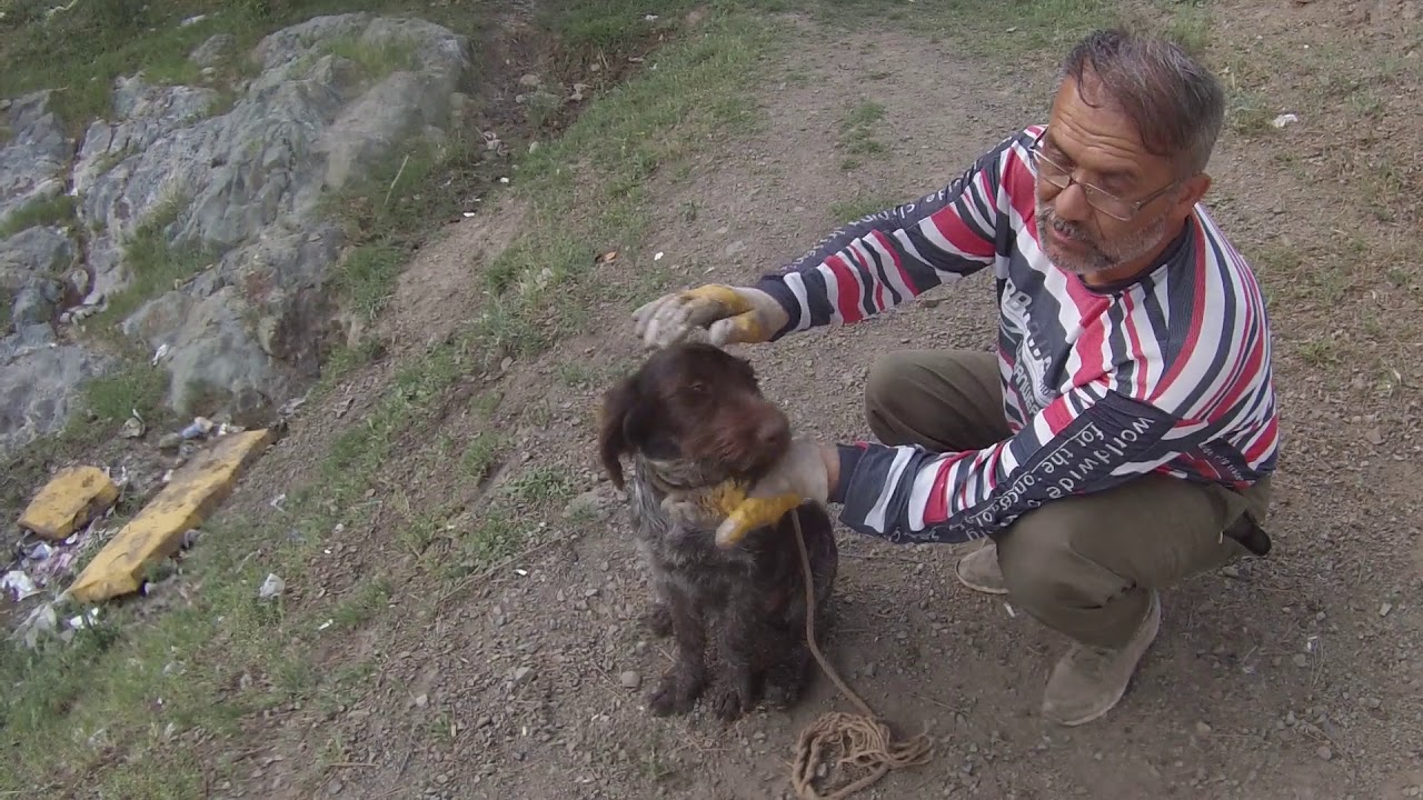 AV KÖPEĞİ EĞİTİMİ (1.Bölüm)