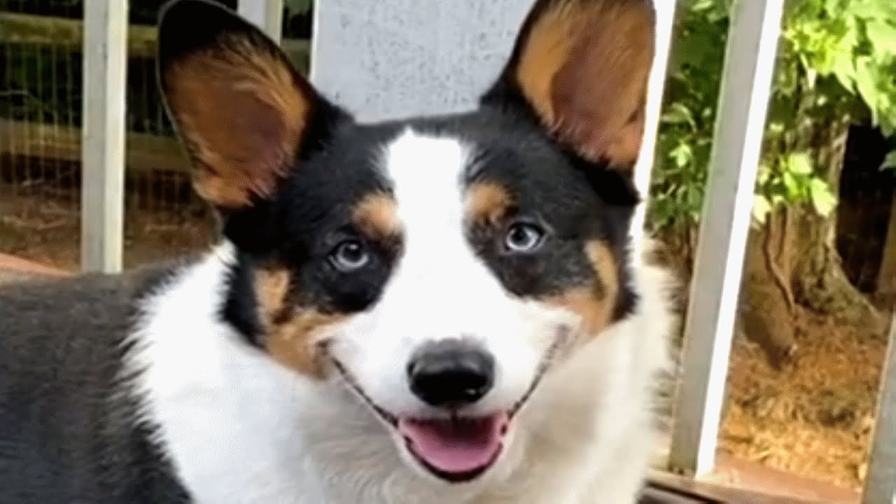 Meet Reecie, an introvert dog who has zero FOMO