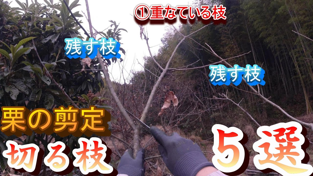 栗の剪定③【結果枝の剪定　切る枝５選】