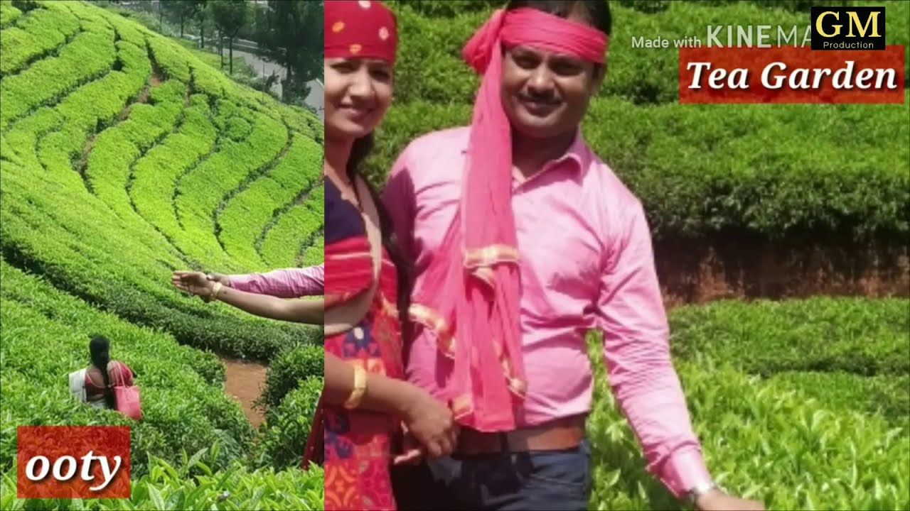 Ooty Tea Garden || Ooty Tea Factory