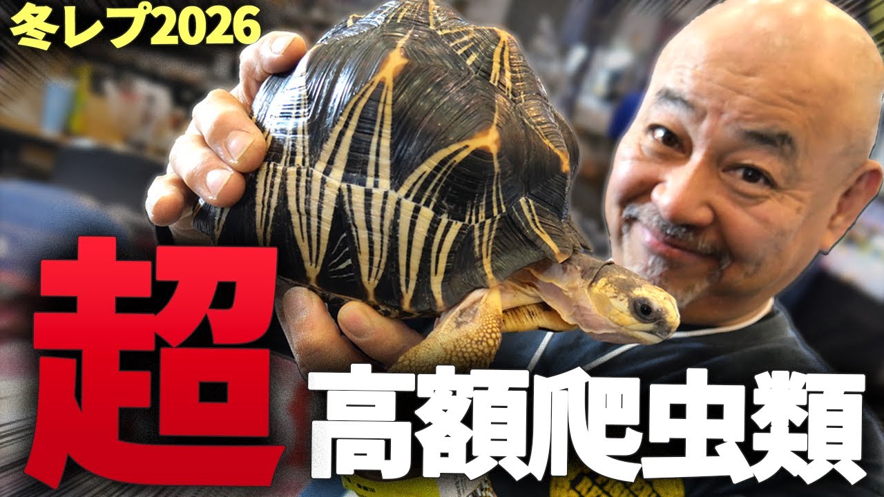 日本最大の爬虫類イベントの生体がエグ過ぎた...【冬レプ2026】