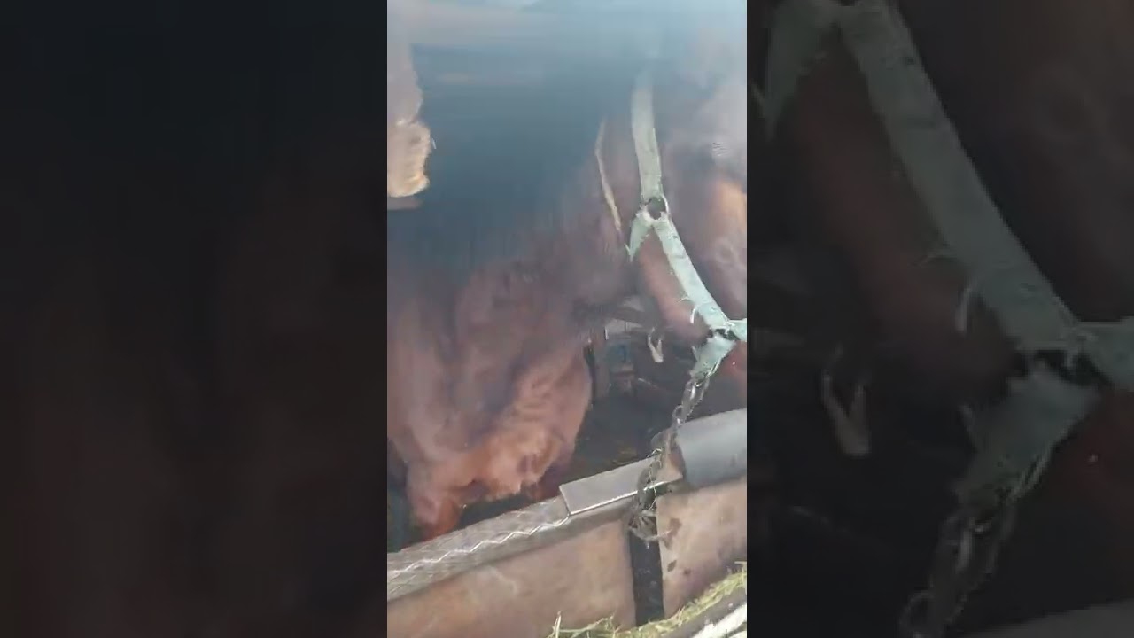 Тауықтардын жағдайы.