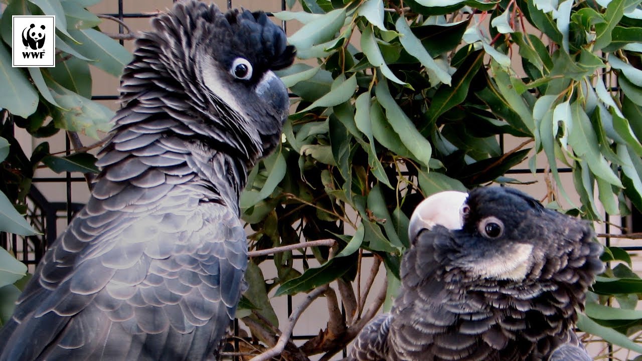 Lucky the Baudin's black cockatoo flies free! | WWF-Australia