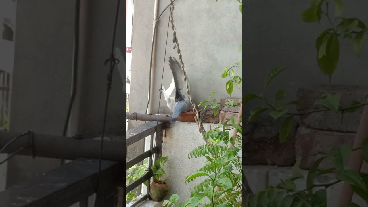 Wild pigeon and pet pigeon fight #animalmoments #pigeon #birds #animals