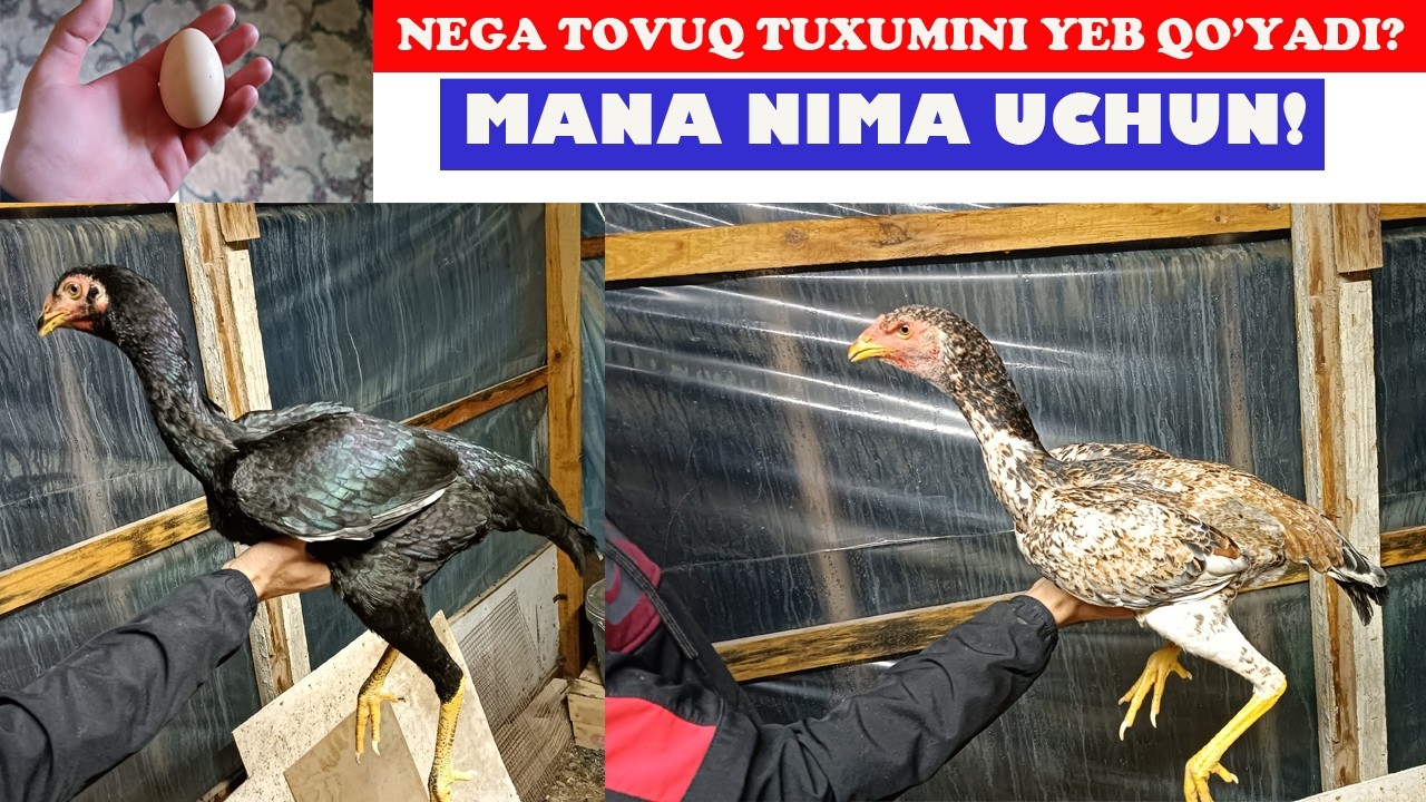 TOVUQ NEGA TUXMINI YEB QO'YADI, SABAB...
