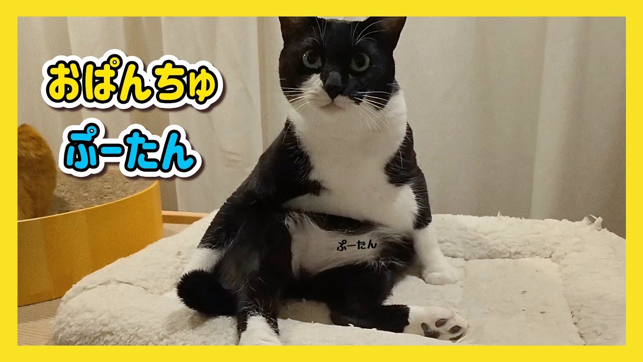 🔴【にこりら】癒しのたらこライブ