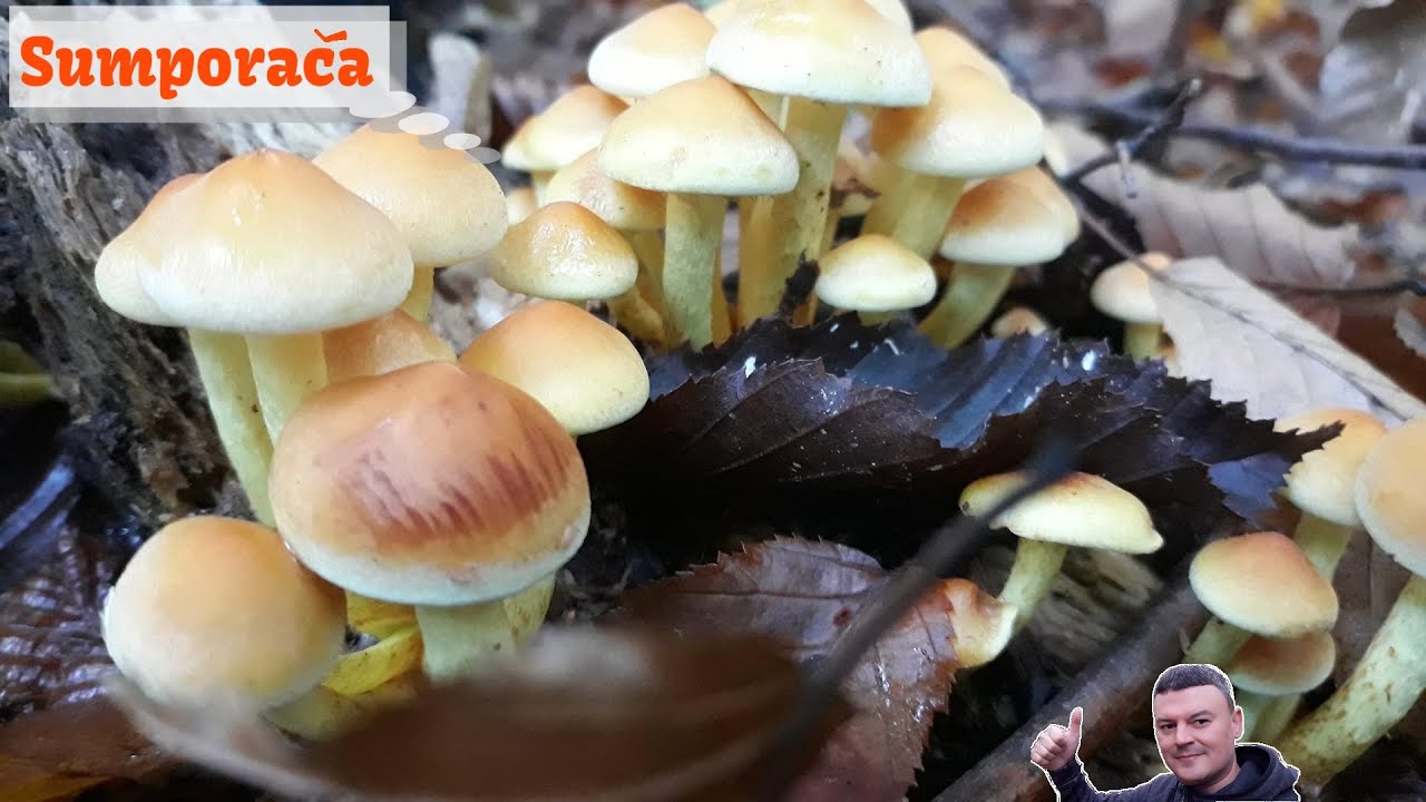 Sumporača - Česta ovih dana - Lat. Hypholoma fasciculare