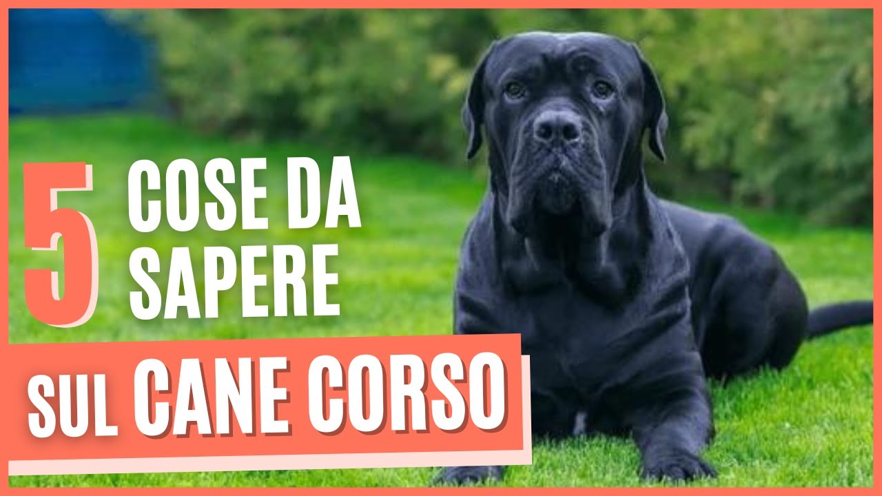 CANE CORSO: Ecco cosa devi sapere prima di prendere un corso | Pro e contro | 3 Curiosità sul corso