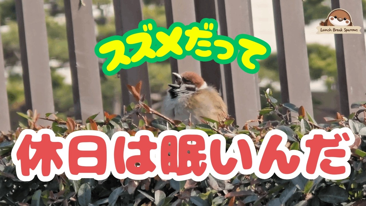 スズメだって休日は眠いんだ　2026年2月14日・15日のスズメ　#スズメ #鳥  #すずめ #sparrow #癒し #可愛い #birds #鳥好き #野鳥 #japanesesparrows