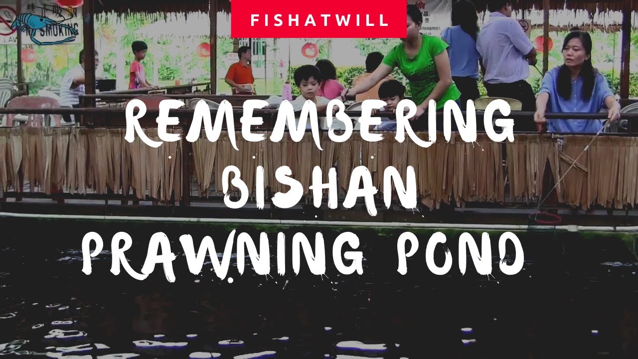 Singapore Prawn Fishing - Remembrance of Bishan Prawning Pond