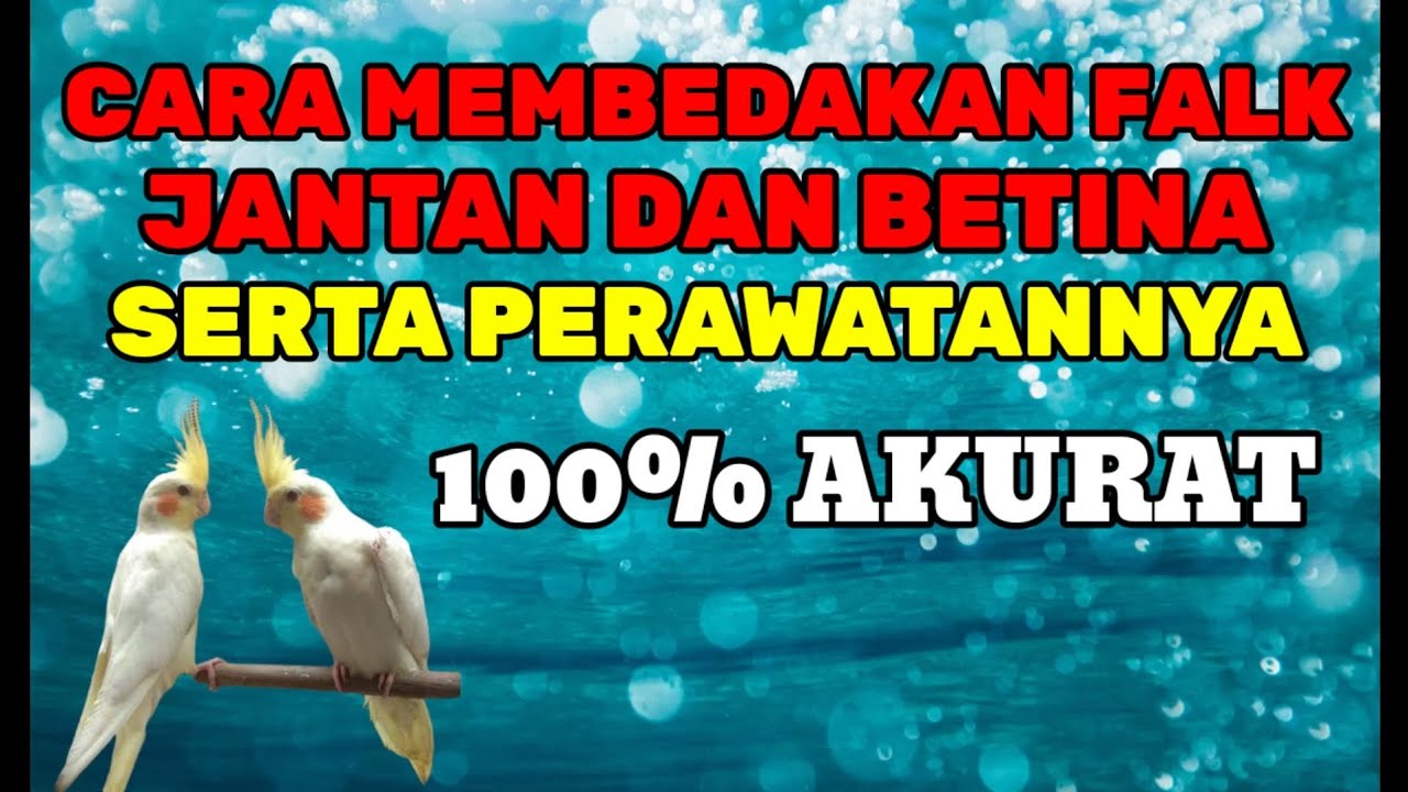 PECINTA FALK WAJIB TAU! BEGINI TERNYATA TIPS AKURAT MEMBEDAKAN FALK JANTAN DAN BETINA