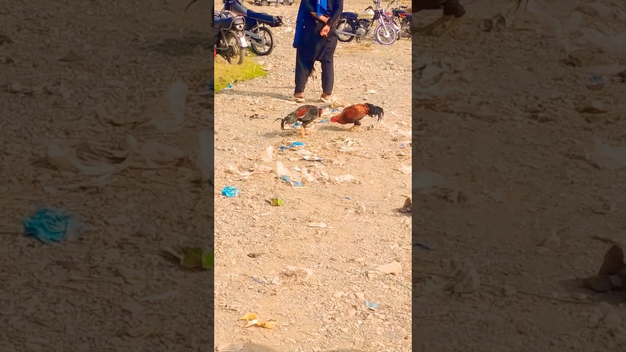 Aseel Fight#aseelbirds #aseelmurga #birds #yiutubeshort