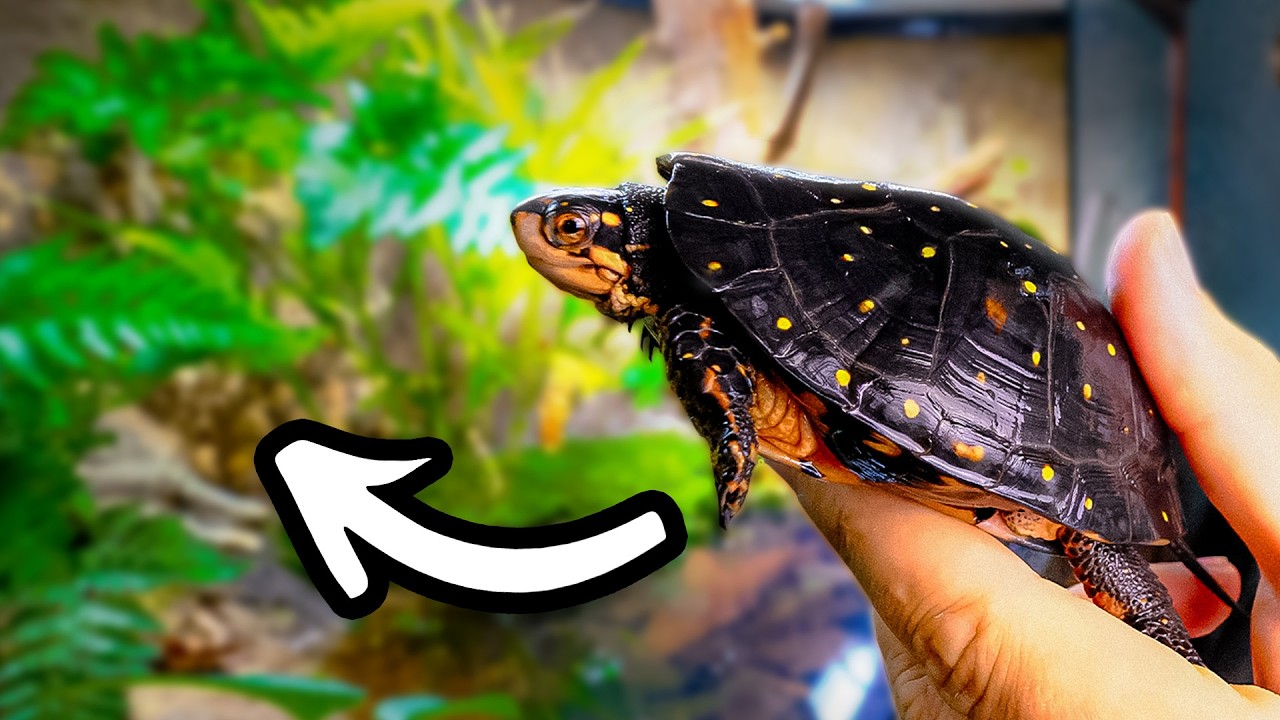My Spotted Turtle is Finally Home
