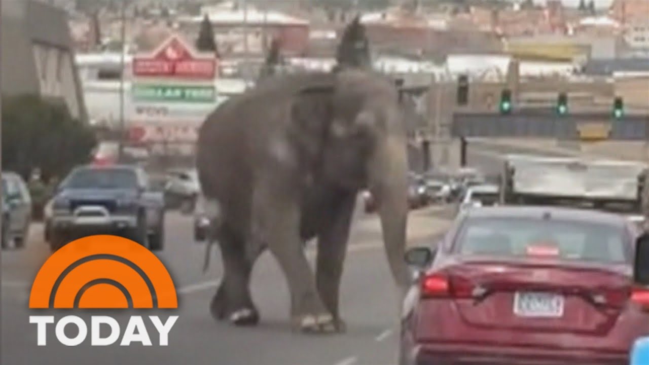 Escaped circus elephant runs loose through Montana streets