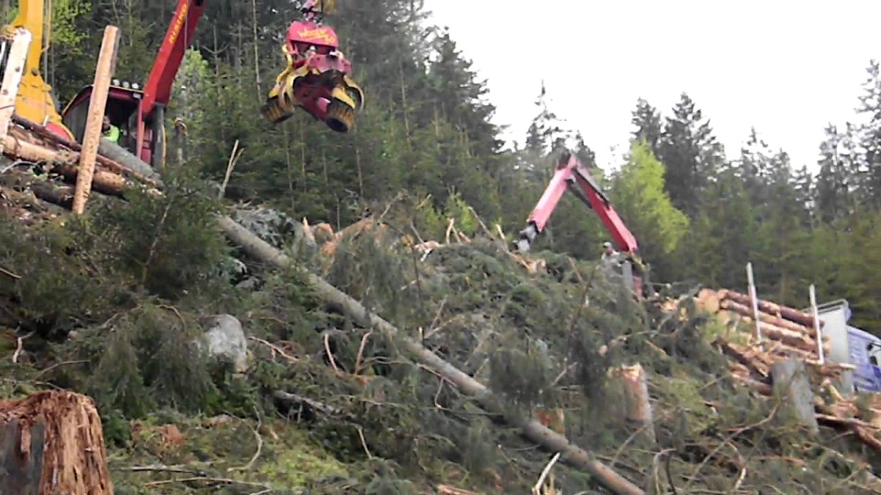 Holz-Ilic