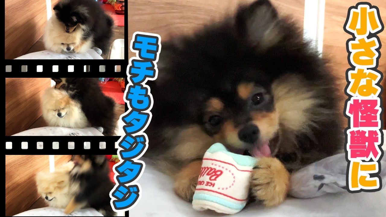 遂に自由を得たおはぎ！フェンスがなかったらこうなっちゃうの？！