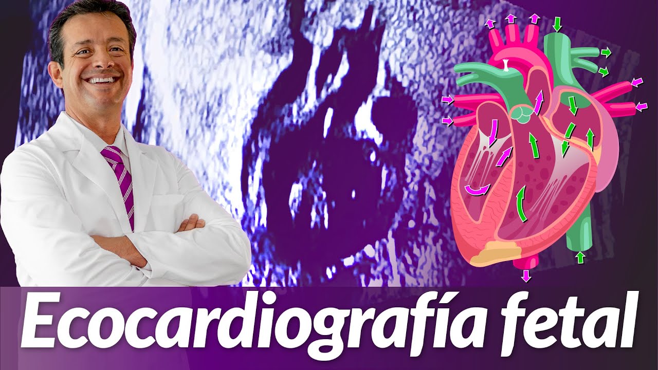 Un corazón de 28 semanas (Ecocardiografía Fetal) Ultrasonidos del tercer trimestre de embarazo