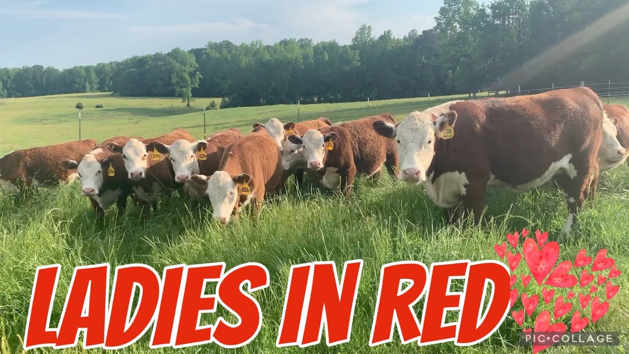 Update on Cow with Abscess