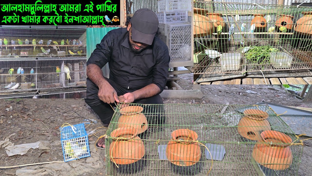আলহামদুলিল্লাহ্ আমরা এই পাখির একটা খামার করবো ইনশাআল্লাহ্। 🐦 🤓