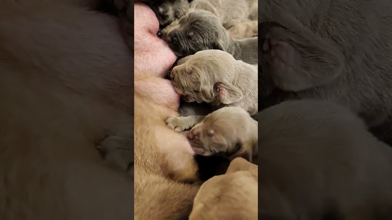 Hungry Hungry Pups #opieka #szczenięta #wyżeł weimarski