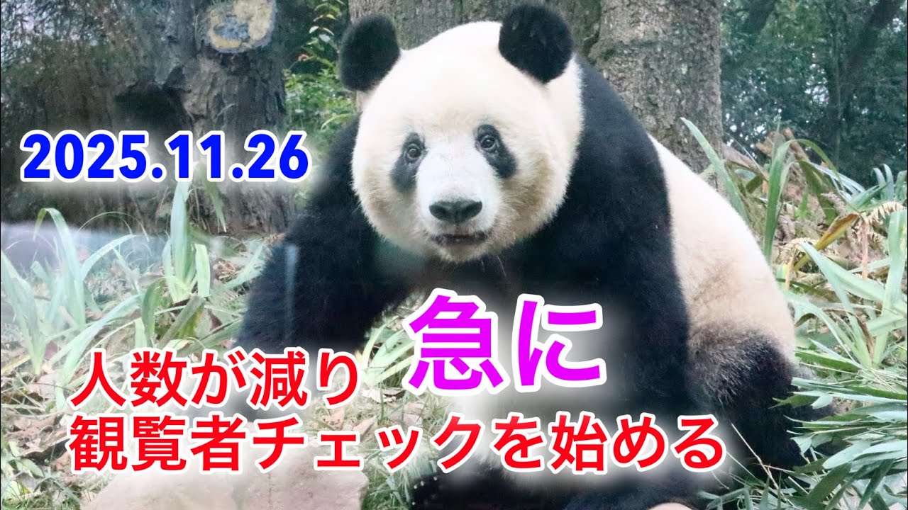 2025.11.26 ツアーの方々がお帰りになり急に人数確認と観覧者チェックをするシャンシャン　#シャンシャン 
