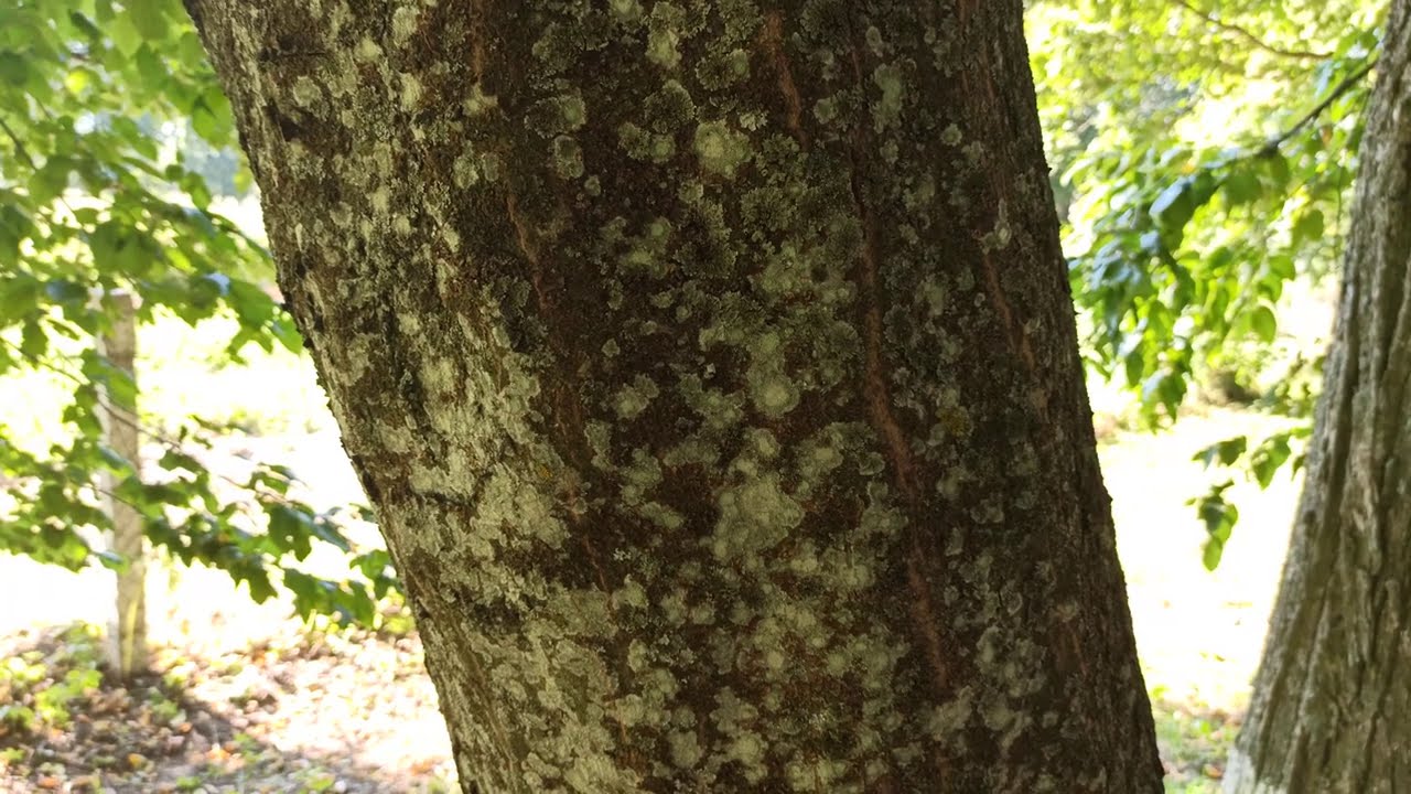 Граб обыкновенный (Carpinus betulus L.)