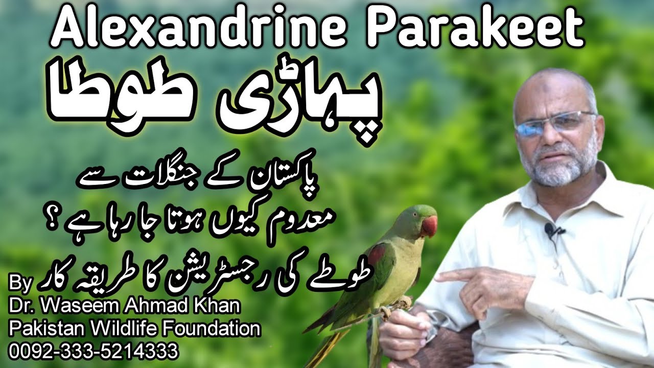 Alexandrine parakeet An Endangered Bird in Pakistan | Pahadi Tota | Raw Tota | Pahari Tota