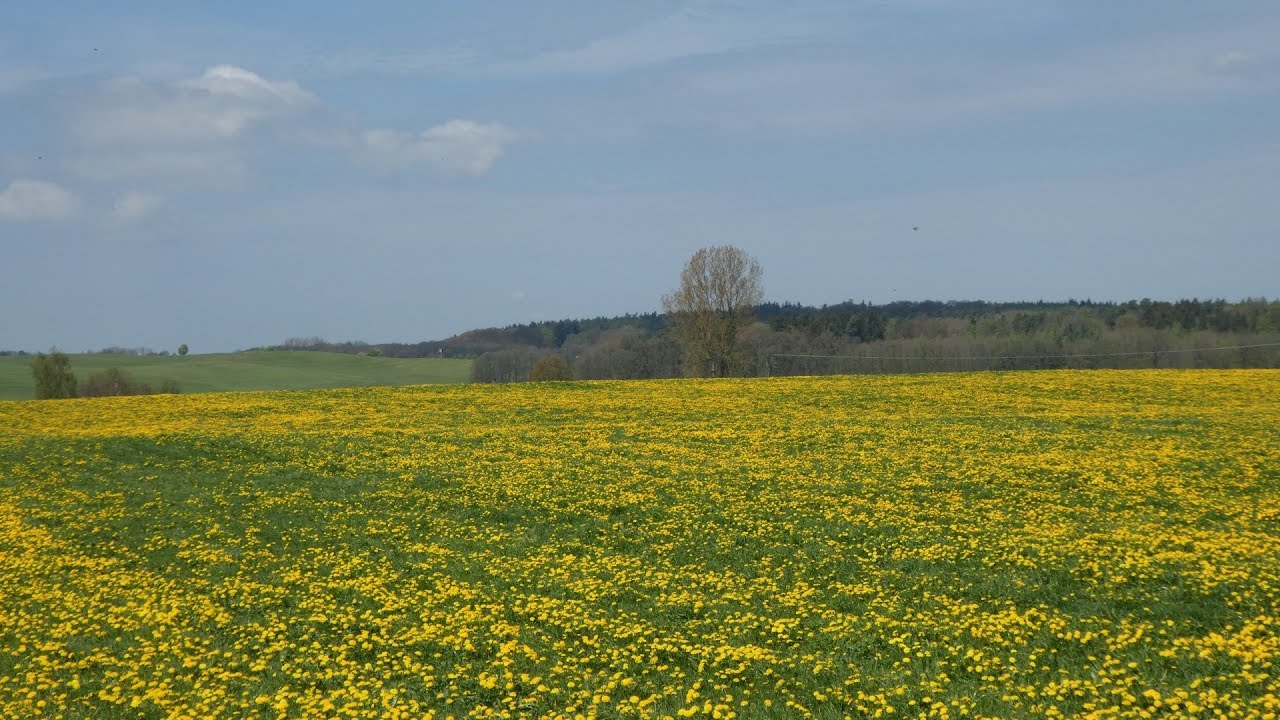 Panasonic Lumix  DMC-TZ 81 Test 4K Landscaps Nature Snap Shots