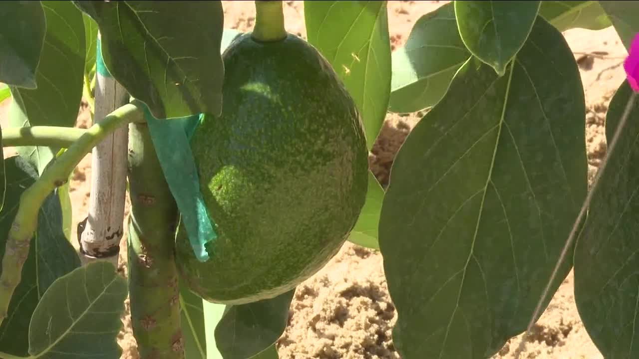 Farmer plants Central Florida’s first commercial avocado trees crop
