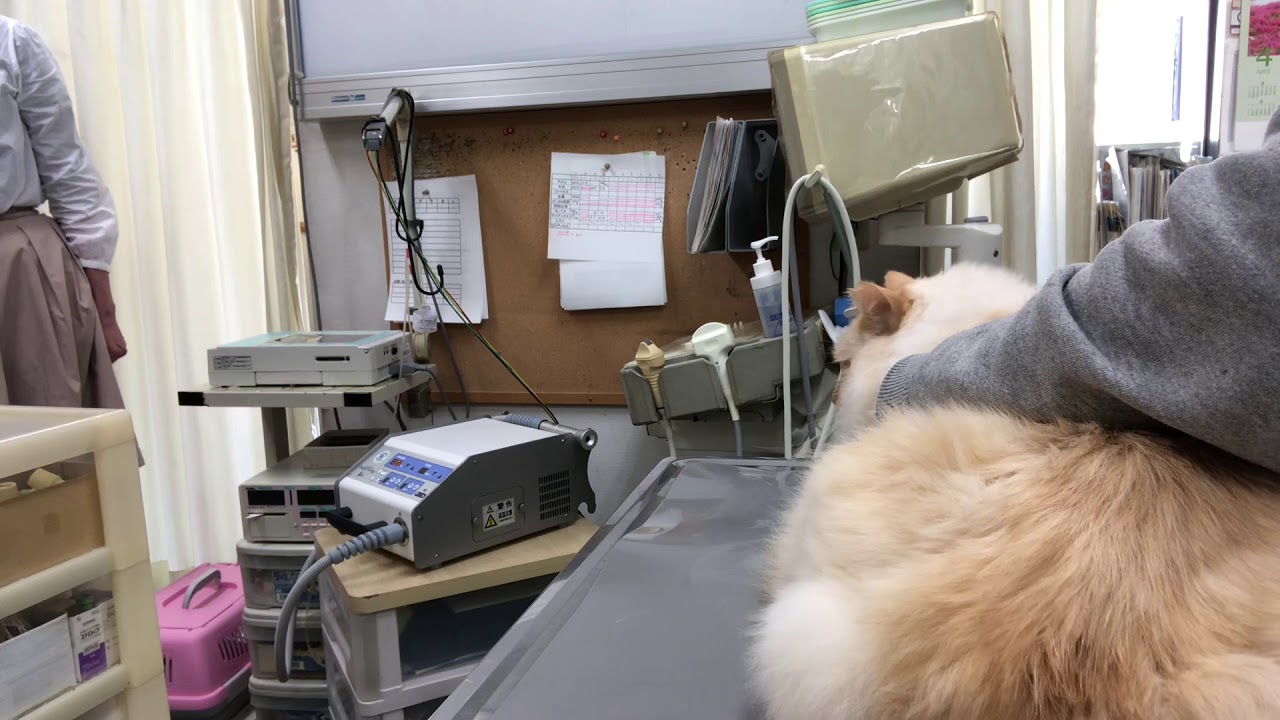 ④猫のらぐちゃんの治療、浣腸