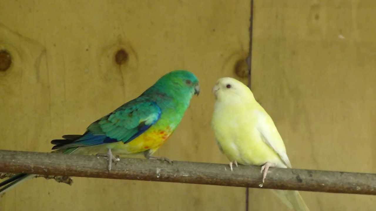 Red Rump Parrots feeding each other at The Pheasantasiam