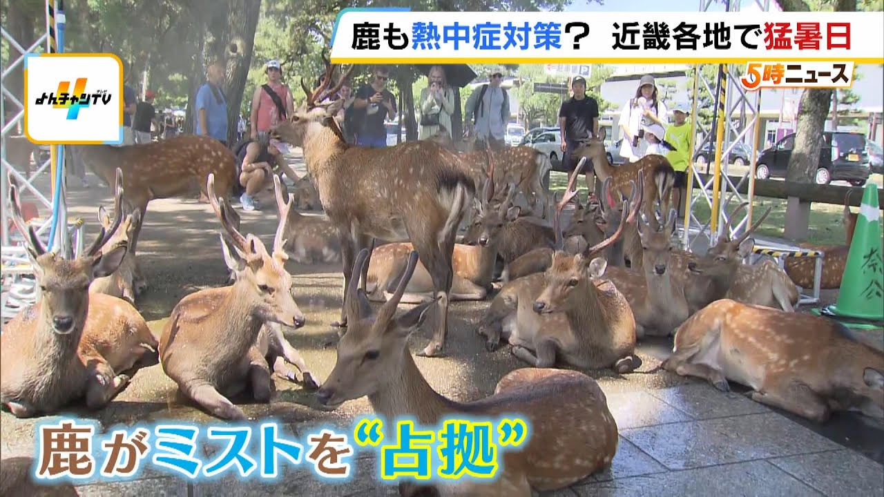 「シカずるい&hellip;」涼を求めて奈良のシカが&ldquo;ミストを占拠&rdquo;　近畿では観測地点の７割が猛暑日に（2024年8月13日）