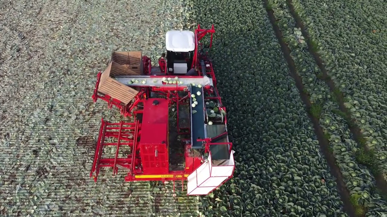 Koolrooier, Cabbage harvester, R&eacute;colteuse de choux Verhoest