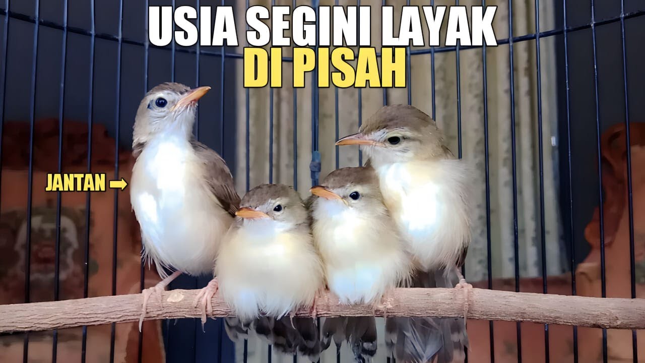WAKTU YANG TEPAT UNTUK MEMISAHKAN ANAKAN CIBLEK SAWAH