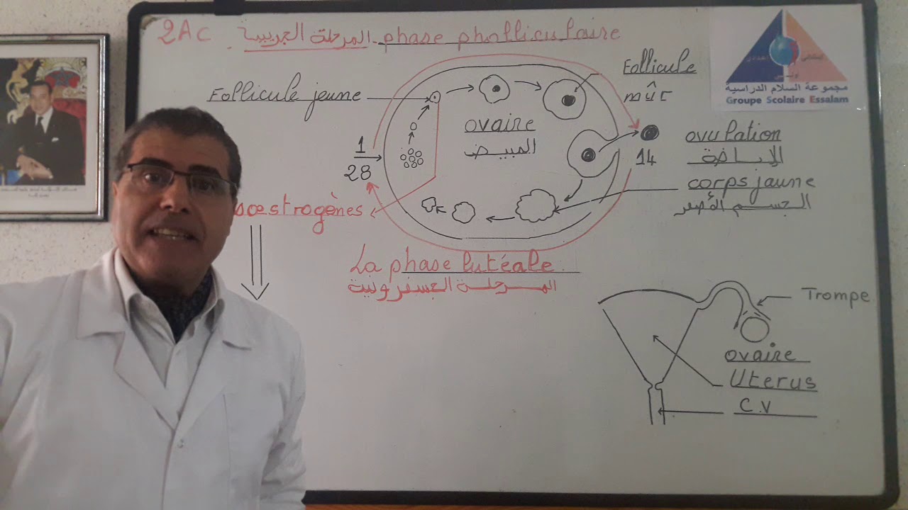 Explication schématique de la phase folliculaire et la phase lutéale chez la femme - SVT - 2AC