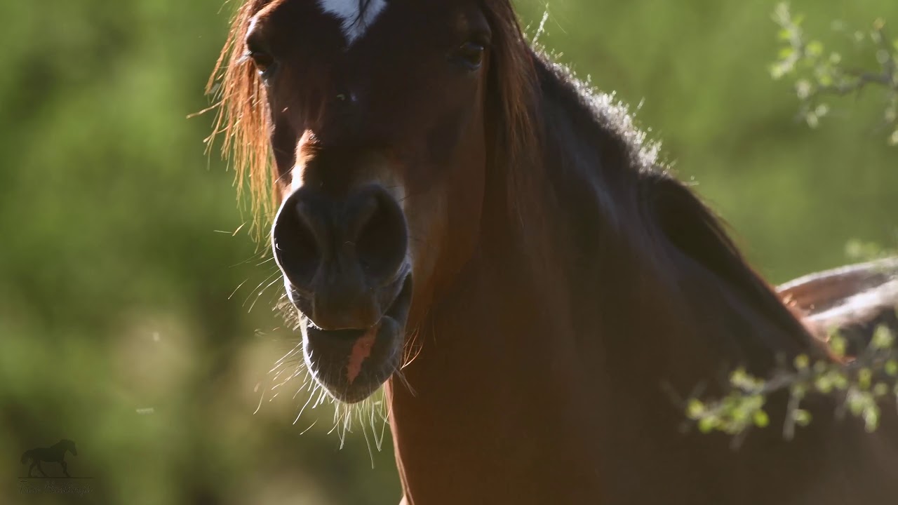 Salt River Wild Horses - The story of a baby horse separated from his mother (4K with audio)