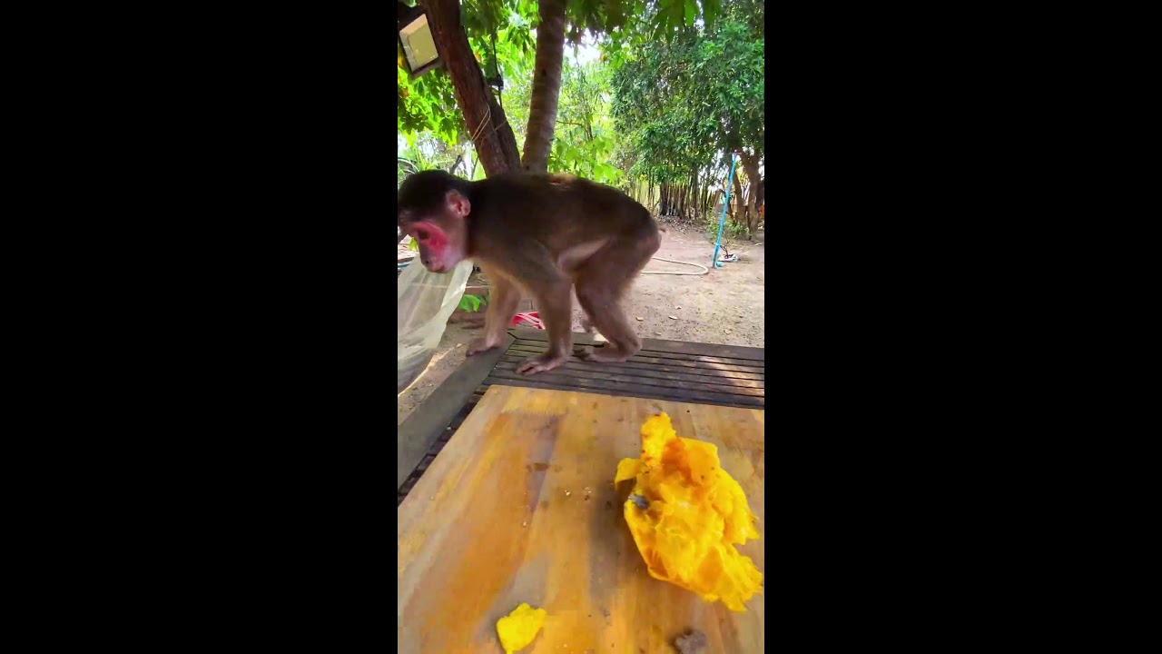 Monkey playing at house alone happy #monkey #cute #animals #funny #adorable #livestream